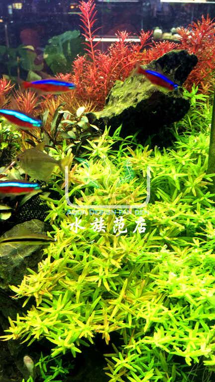 水族范店 教學 如何開一缸鮮豔紅綠建康的水草缸 水族范店 新加坡 記錄