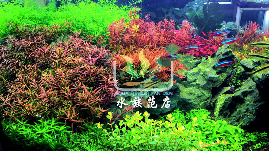 教學 如何開一缸鮮豔紅綠建康的水草缸 水族范店 新加坡 記錄